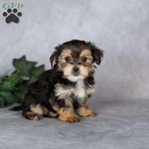 Gabriella, Morkie / Yorktese Puppy